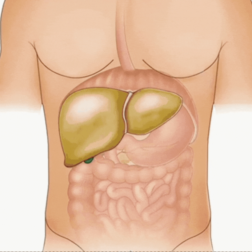 PureLever™ Leverrengöring och avgiftning | Stödjer 90 % leverrengöring på 7 dagar